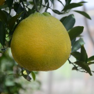 Keprok Krisma Agrihorti