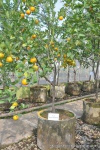 Siam Sitaya Agrihorti